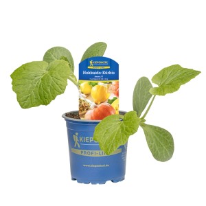 Kiepenkerl Kürbis Amoro, F1 im Topf. Herzförmige, orange Früchte, ideal für kleine Gärten und Hochbeete.