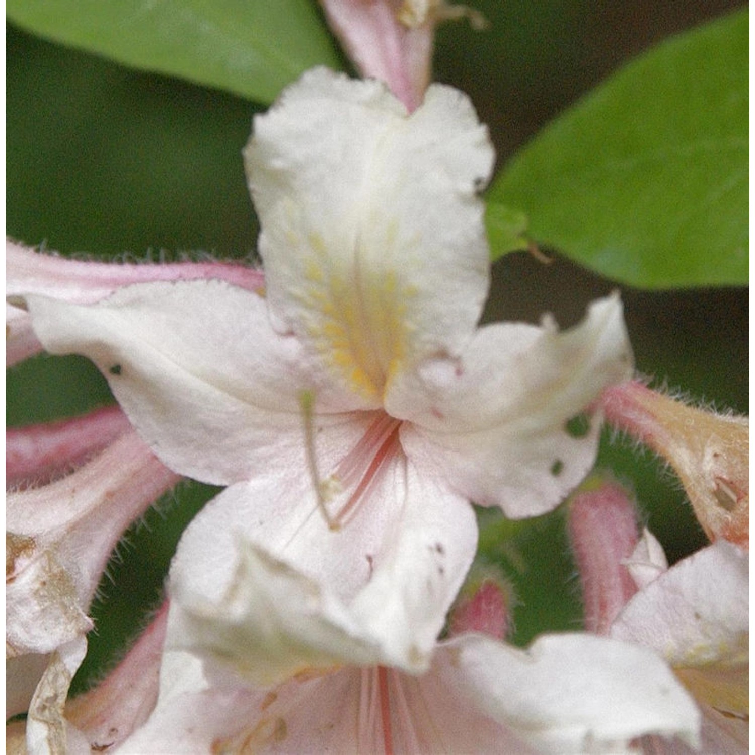 Baumartige Azalee 50-60cm - Rhododendron arborescens günstig online kaufen