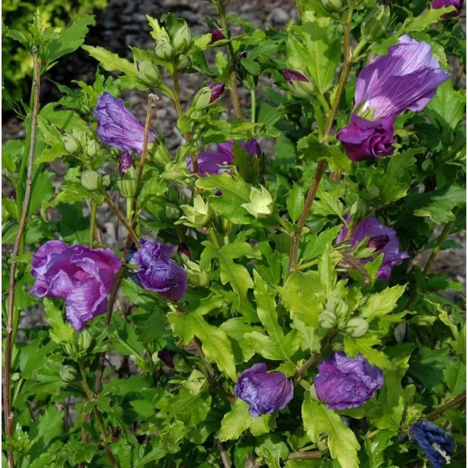 Hochstamm Garteneibisch Russian Violet 80-100cm - Hibiscus