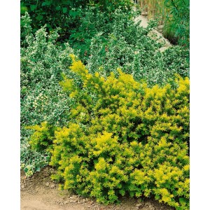 Goldgelbe Taxus baccata 'Washingtonii' (80-100 cm) als Heckenpflanze im Garten.