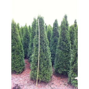 Thuja Smaragd 200-225 cm als Heckenpflanze: Immergrüne, dichte Lebensbäume im Garten.
