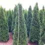 Thuja Smaragd 200-225 cm als Heckenpflanze: Immergrüne, dichte Lebensbäume im Garten.