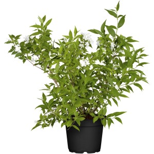 Maiblumenstrauch Deutzia gracilis im Topf, ca. 40-60 cm hoch, mit weißen Blüten und grünen Blättern.