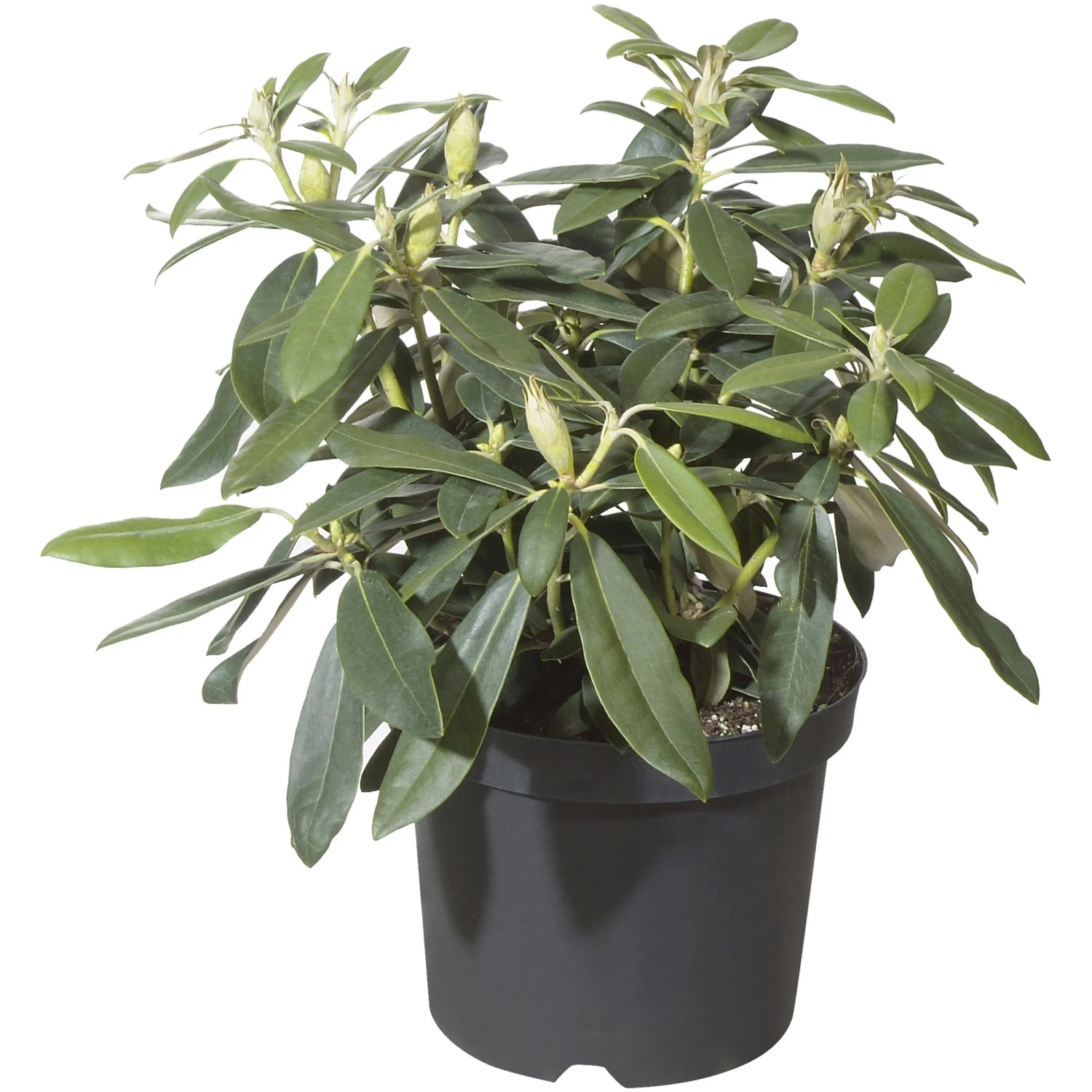 sansevieria is snake plant Sansevieria Laurentii For sale, Including Care Guide main image 0