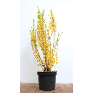 Forsythia Lynwood Goldglöckchen im Topf, leuchtend gelbe Blüten, ca. 60-80 cm hoch.