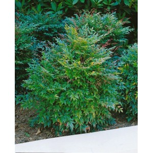 Kompakter Himmelsbambus Nandina Domestica 'Gulf Stream', immergrüner Strauch für Garten und Kübel.