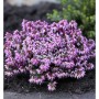 Winterheide Rosantha (Erica carnea) mit rosa Blüten, Nahaufnahme der winterblühenden Sträucher.