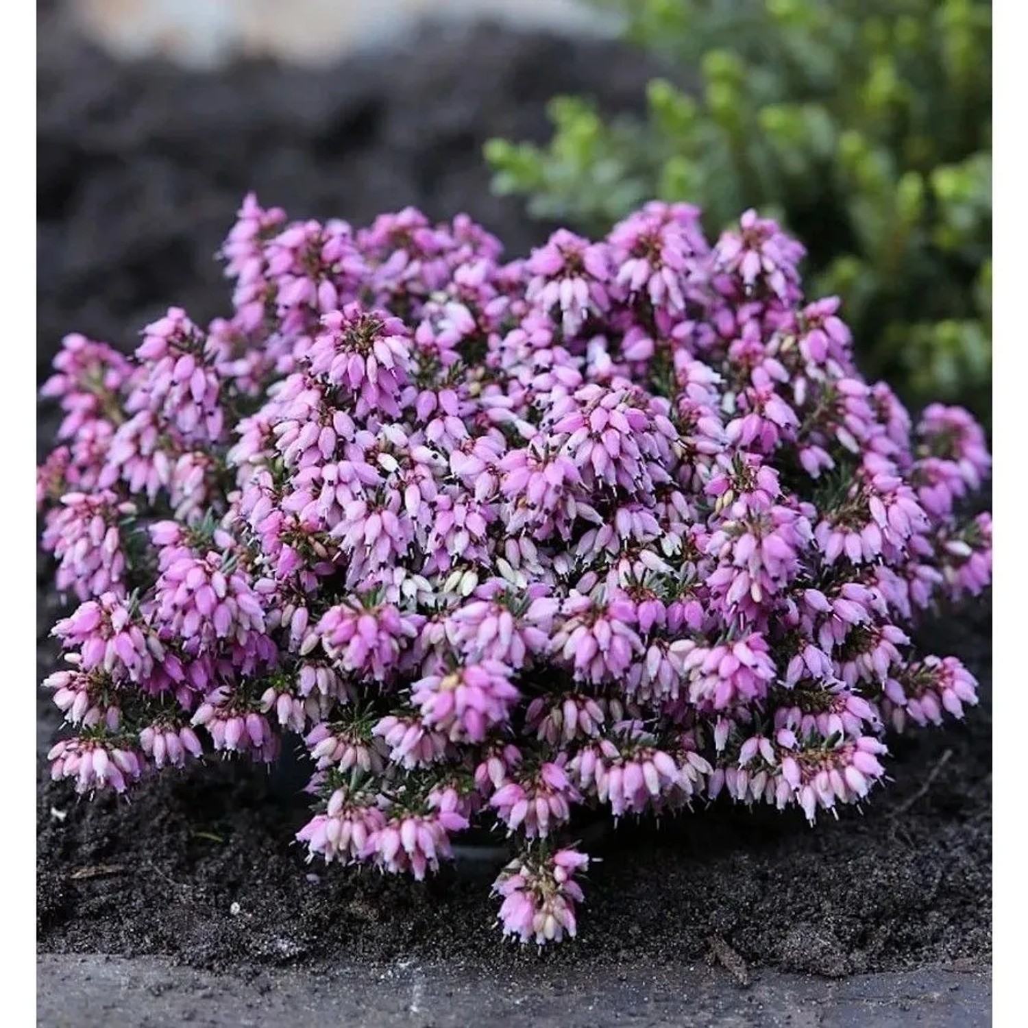 10x Winterheide Rosantha - Erica carnea