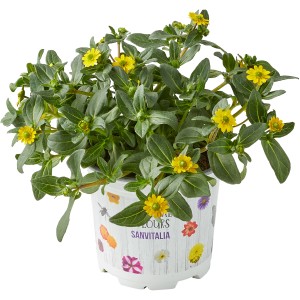 Husarenknöpfchen "Summer Survivors" im Topf, gelbe Sommerpflanze für Balkon und Garten.