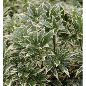 Weißbuntes Schattenglöckchen (Pieris japonica) mit grün-weißen Blättern, Nahaufnahme.