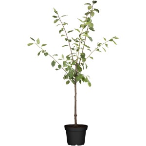 GROW by OBI Bio Zwergapfel im Topf, ca. 40-60 cm hoch, mit grünen Blättern.