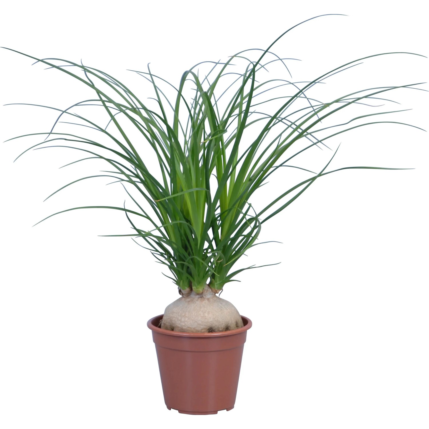 Flaschenbaum Zimmerpflanze Nolina recurvata Topf- 14 cm kaufen bei OBI