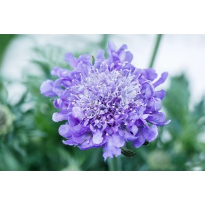 Nahaufnahme der blauvioletten Tauben-Skabiose von GROW by OBI im Topf.