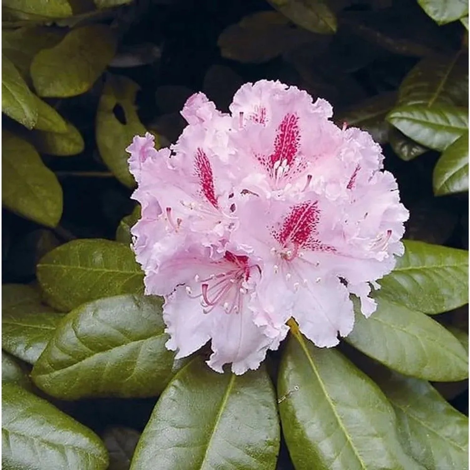 INKARHO - Großblumige Rhododendron Progres 40-50cm - Alpenrose