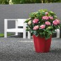 Lechuza Classico Premium LS, Ø 22 cm, scharlachrot, hochglanz. Blumentopf mit Bewässerungssystem und Hortensie.
