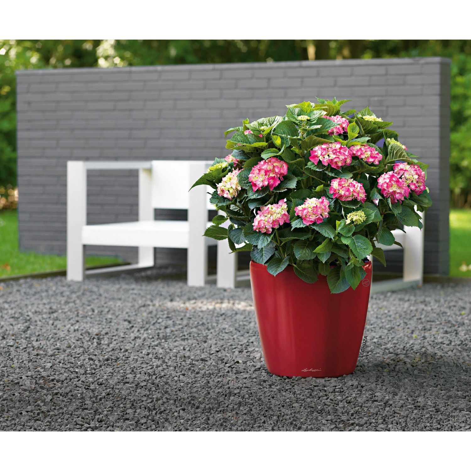 Lechuza Classico Premium LS, Ø 22 cm, scharlachrot, hochglanz. Blumentopf mit Bewässerungssystem und Hortensie.