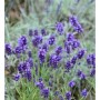 Blühender Echter Lavendel 'Arabian Nights' im Garten, violette Blütenstände.