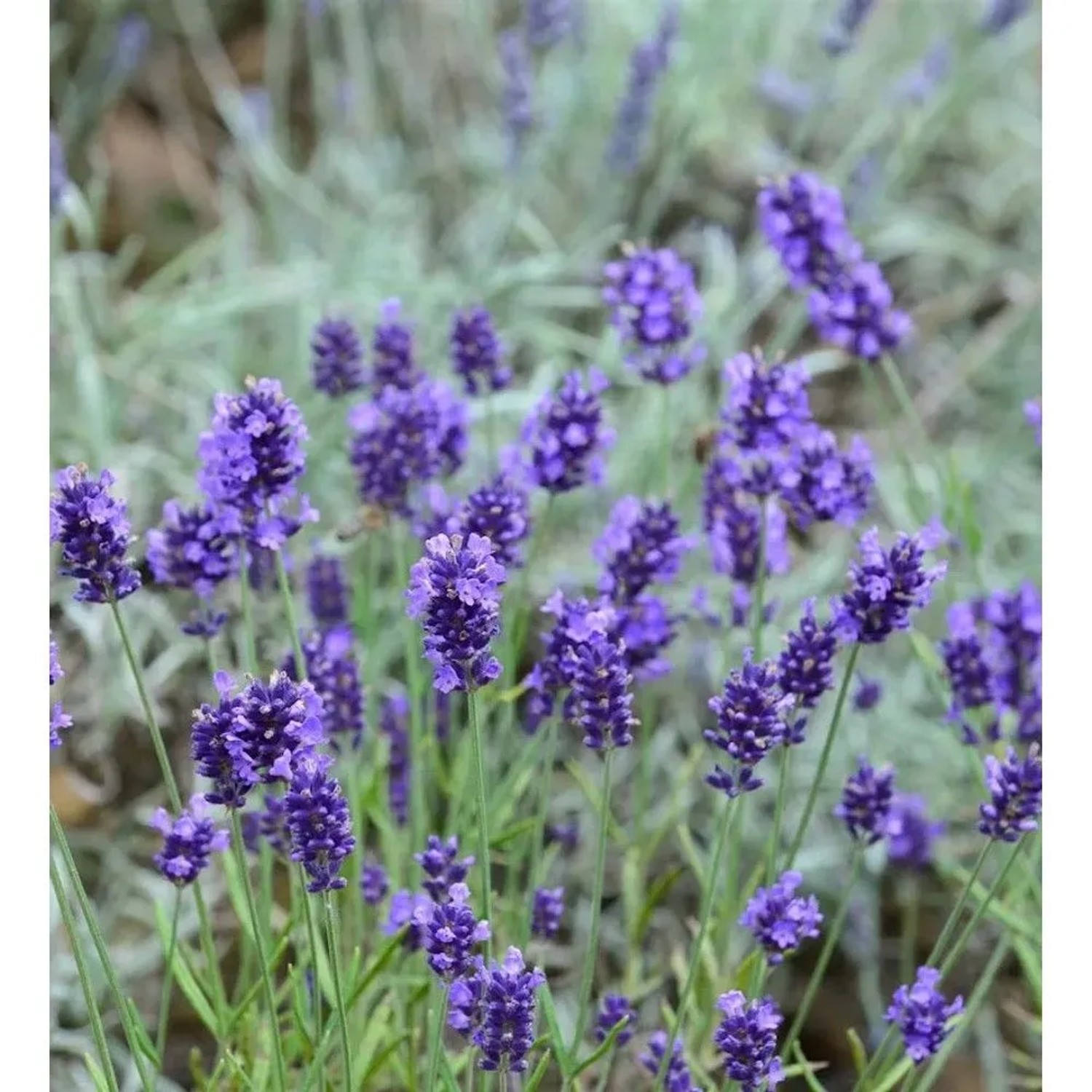 Blühender Echter Lavendel 'Arabian Nights' im Garten, violette Blütenstände.