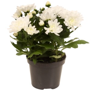 Weiße, gefüllte Chrysantheme im Topf. Chrysanthemum indicum, ca. 20-30 cm hoch.
