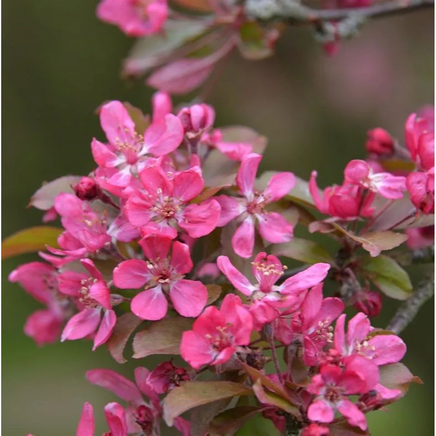 Hochstamm Zierapfel Mokum 100-125cm - Malus Hybride