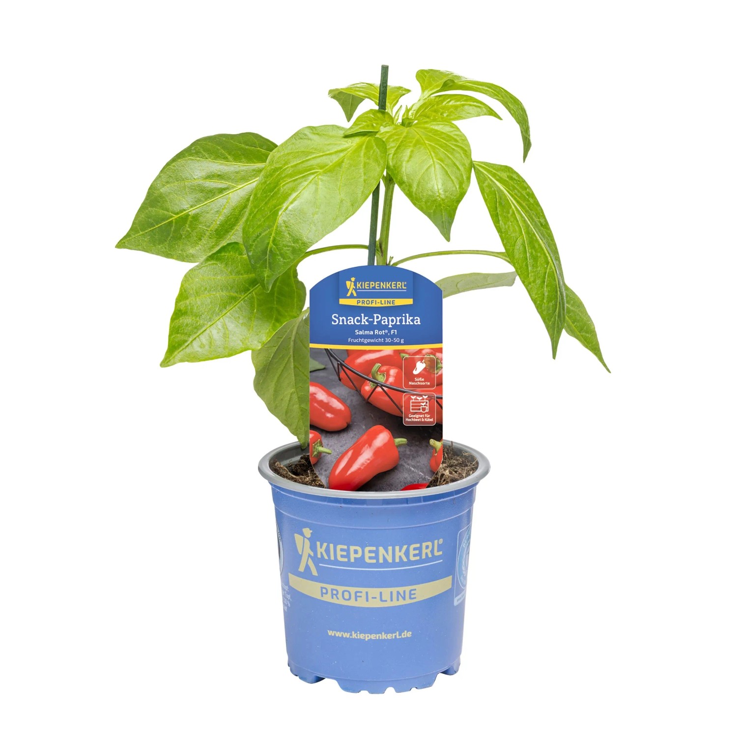 Kiepenkerl Paprika "Salma® Rot, F1" Topf-Ø ca. 10,5 cm Capsicum annuum