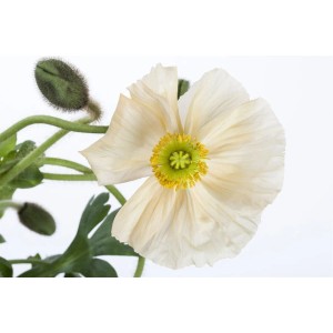 Nahaufnahme: Weißer Islandmohn 'Gartenzwerg' im Topf, eine zarte Staude für sonnige Standorte.