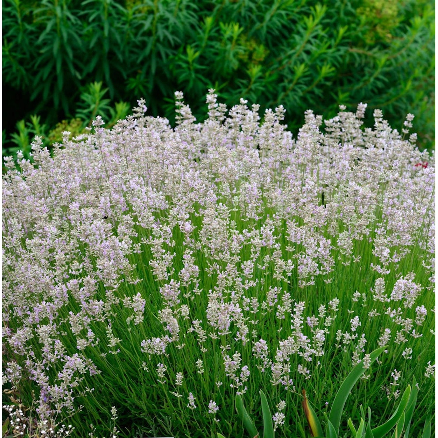 Echter Lavendel Melissa - Lavandula angustifolia günstig online kaufen