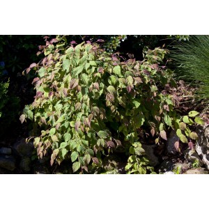 Corylopsis Spicata Duft-Heckenkirsche mit gelben Blüten, 100–125 cm hoch.