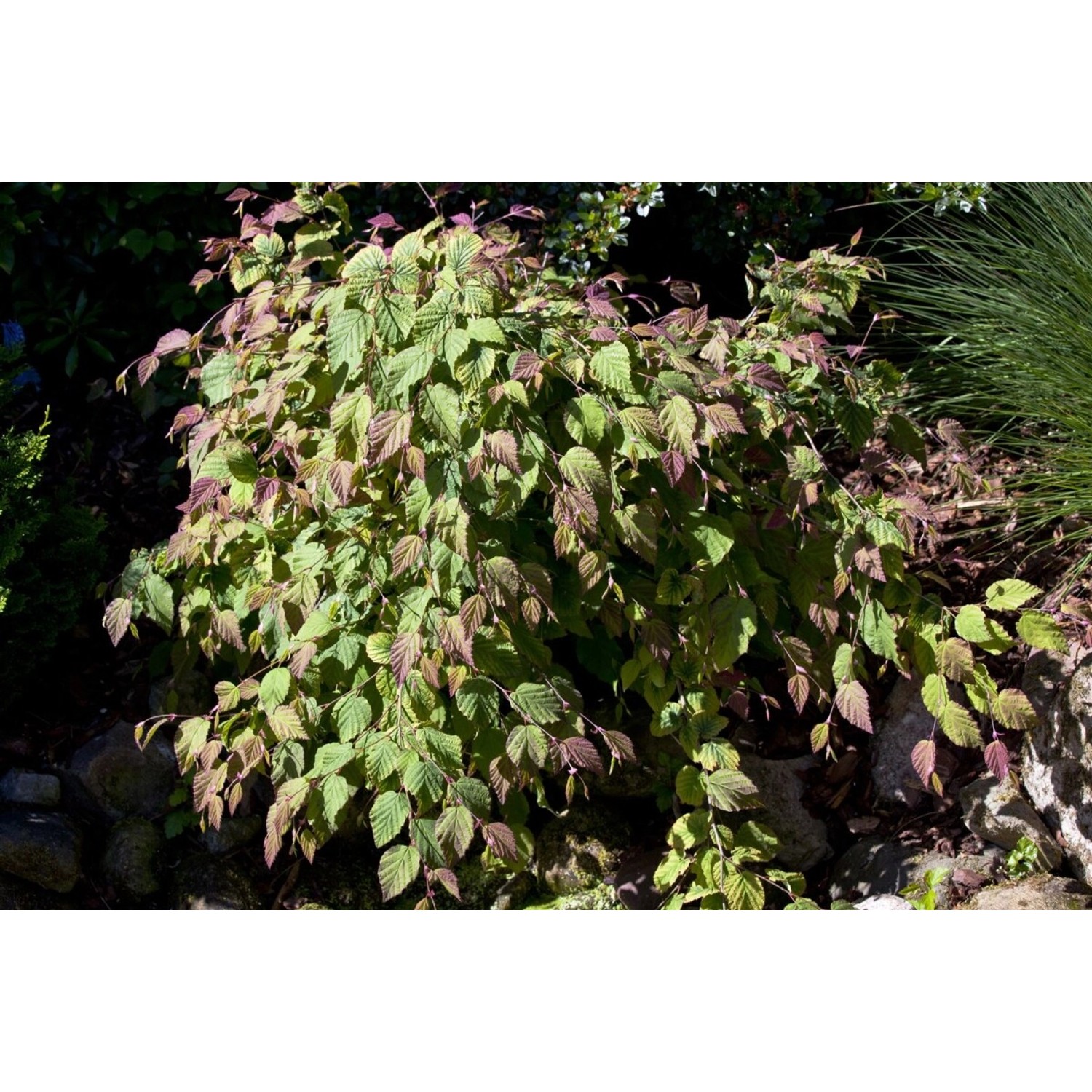 Corylopsis Spicata Duft-Heckenkirsche Gelbe Blüten 100–125 cm günstig online kaufen