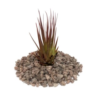 Exotenherz Tillandsia Melanocrater Tricolor, rote, lose Pflanze auf Lavasteinen.