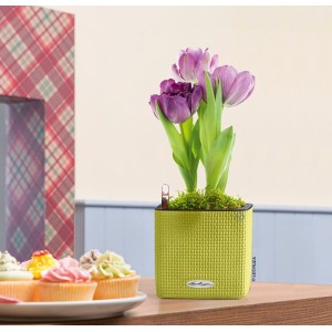 Limettengrüner Lechuza Cube Color Kräutertopf 14x14x14 cm mit lila Tulpen.