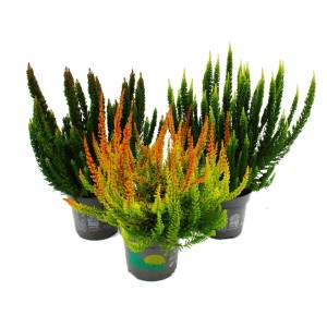 Exotenherz Calluna Green Nature: 3 grüne und orange Besenheide Heidekraut Pflanzen im 11cm Topf.