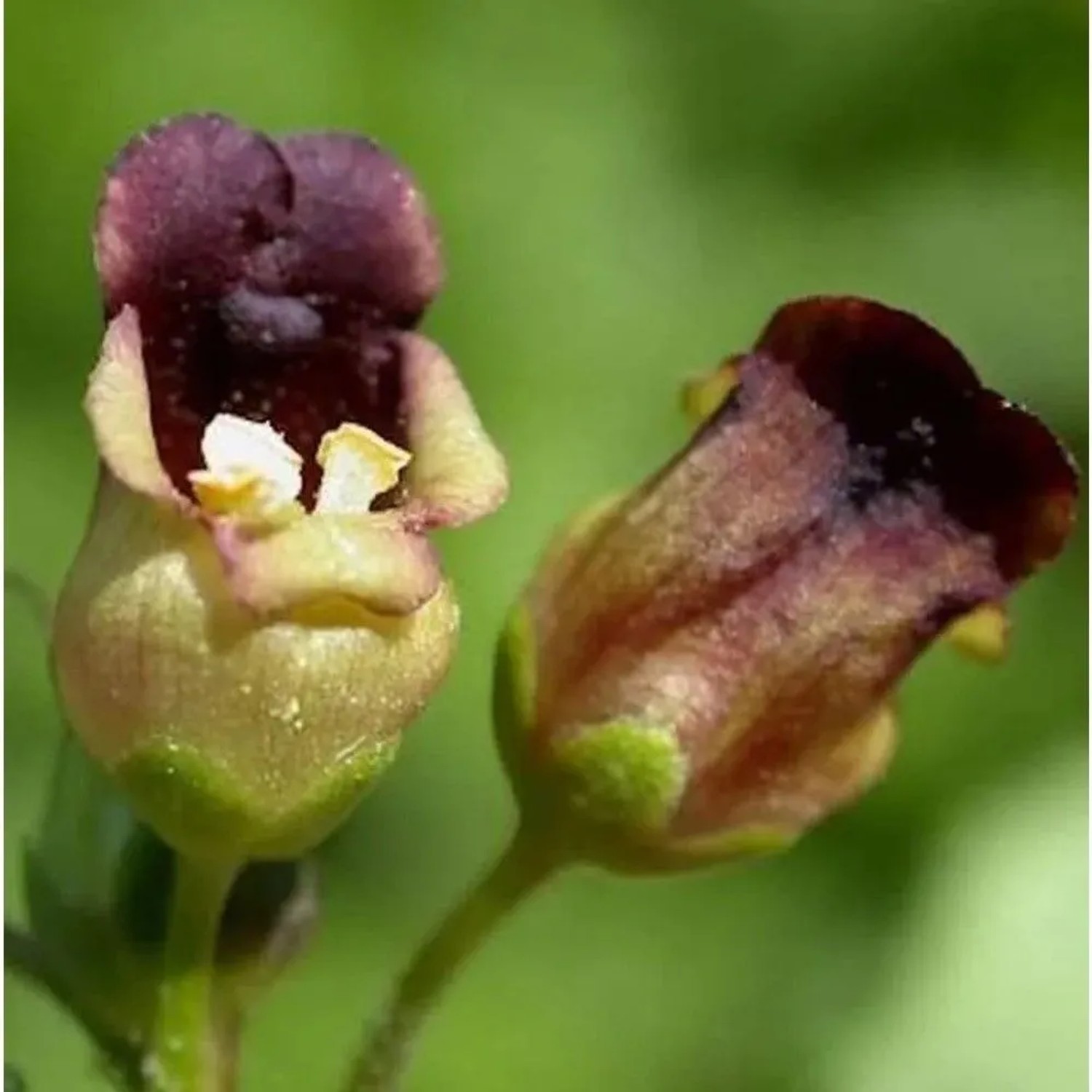 Knotige Braunwurz - Scrophularia nodosa