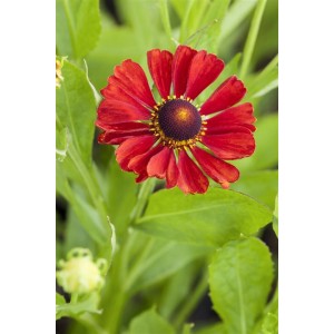 Nahaufnahme der roten Blüte der Helenium Sonnenbraut 'Indianersommer' im 11x11 cm Topf.