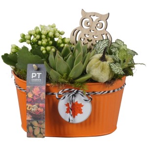 Herbstliches Zimmerpflanzen-Arrangement im Zinktopf mit Kalanchoe, Echeverie, Fittonie und Deko-Eule.