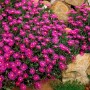Foto der Mittagsblume Coopers Violett im Topf, eine violett blühende, pflegeleichte Staude von GROW by OBI.
