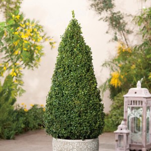 Buchsbaum Pyramide im Topf, ca. 50-60 cm hoch, dekoratives Formgehölz für Garten und Terrasse.