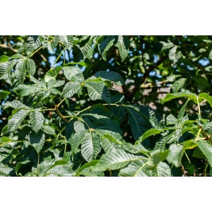 Nahaufnahme der grünen Blätter einer Strauchkastanie (Aesculus Parviflora), Hausbaum.