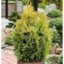Lebensbaum Golden Smaragd 80-100cm Thuja occidentalis_2