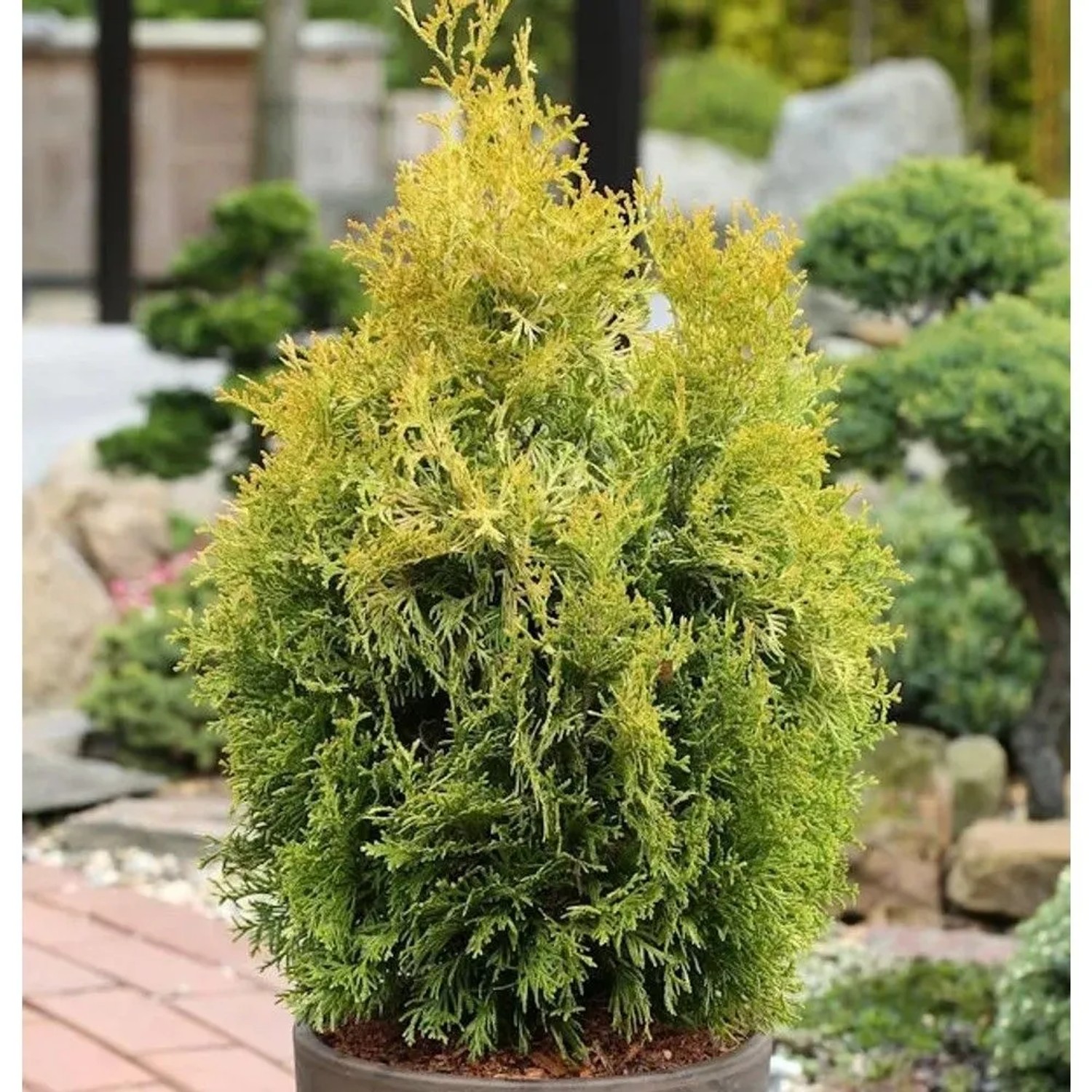 Lebensbaum Golden Smaragd 80-100cm Thuja occidentalis_2