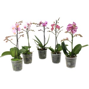 Sortierte Schmetterlingsorchideen, ca. 40-50 cm hoch, im 12 cm Topf. Verschiedene Farben.