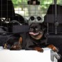 Relaxdays Hundegitter Auto Metall Kunststoff Schwarz Verstellbar 32 cm x 136 cm x 5 cm 1,86 kg_3