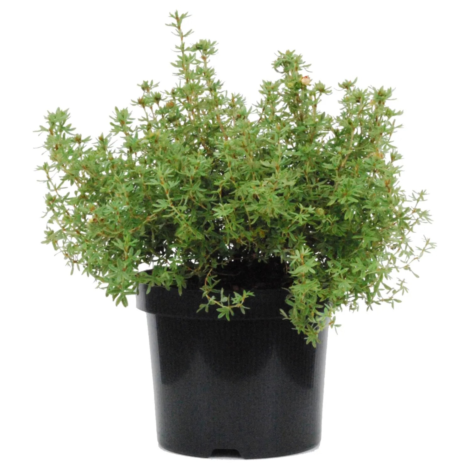 Fünffingerstrauch Creme Brulee im Topf, grüne Blätter. Potentilla fruticosa für Garten & Beet.