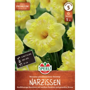 Sperli Narzisse Snowtip, großblumige Narzissen-Zwiebel mit gelb-weißer Blüte.
