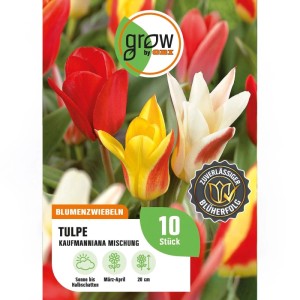 GROW by OBI Tulpen Peacock Mischung mit roten, gelben, weißen Blüten. Bunte Blumenzwiebeln für den Garten im Frühling.
