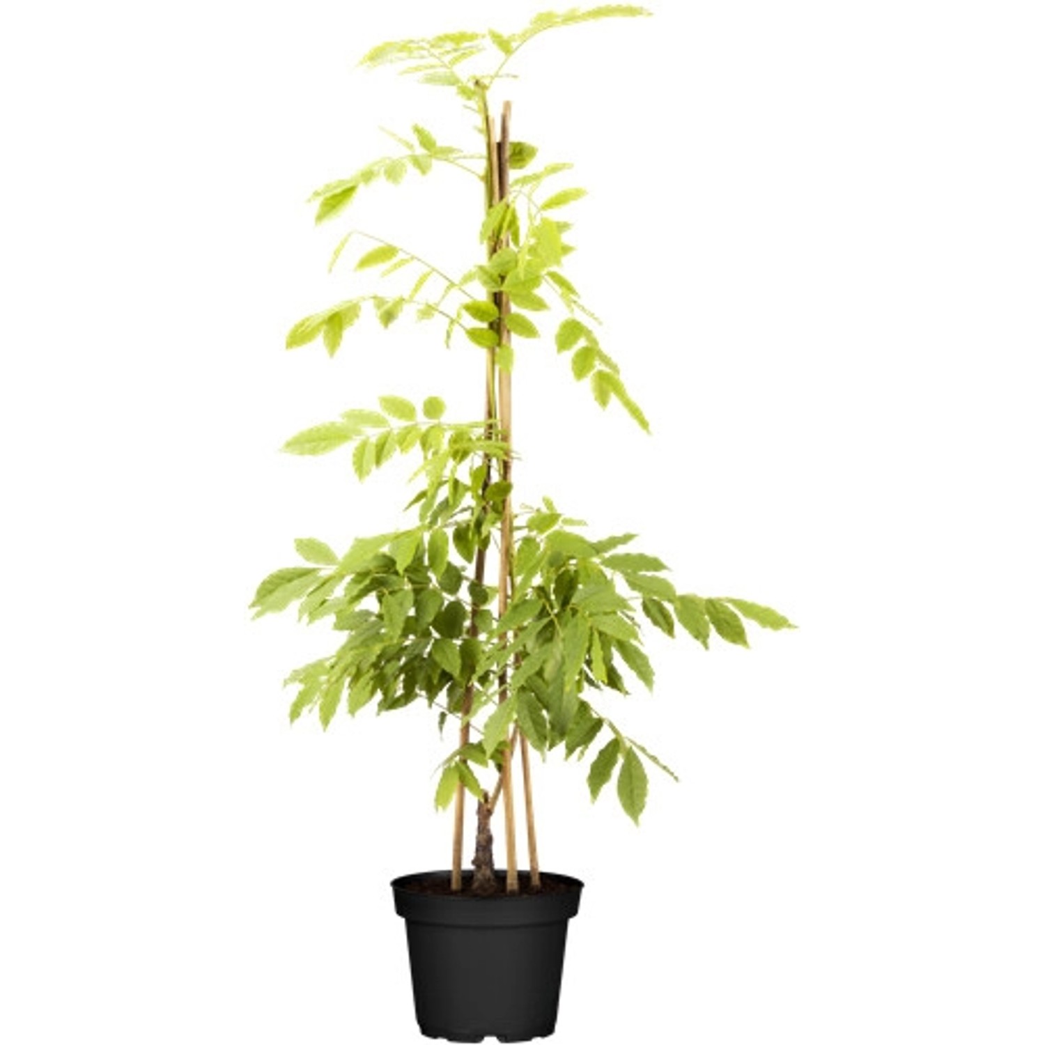 Wisteria Sinensis Alba Chinesischer Blauregen Weiß 60–100 cm günstig online kaufen