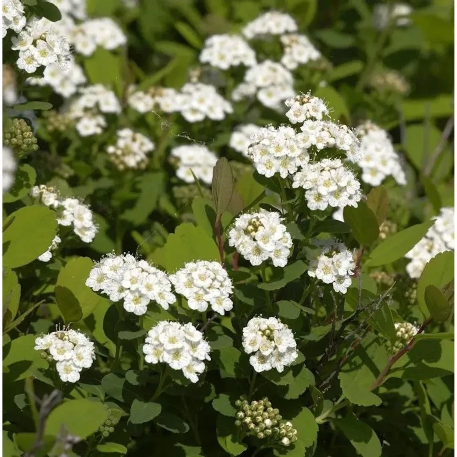 Birkenblättrige Spiere Tor 30-40cm - Spiraea betulifolia