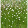 Sibirische Wollgras - Eriophorum russeolum_2