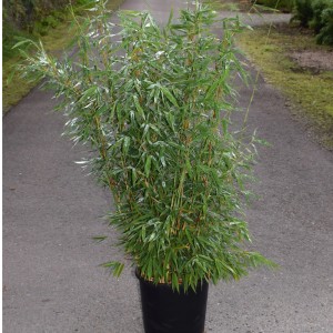 Gartenbambus Jumbo Fargesia murielae im Topf, ca. 100-125 cm hoch, grüne Blätter.