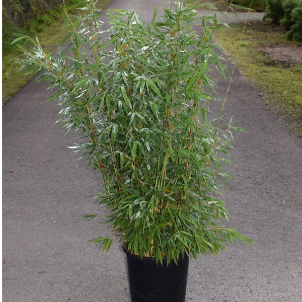 Bambus Sichtschutz kaufen bei OBI